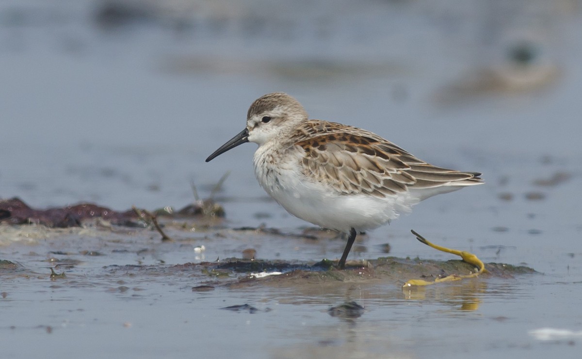 Western Sandpiper - ML607579661