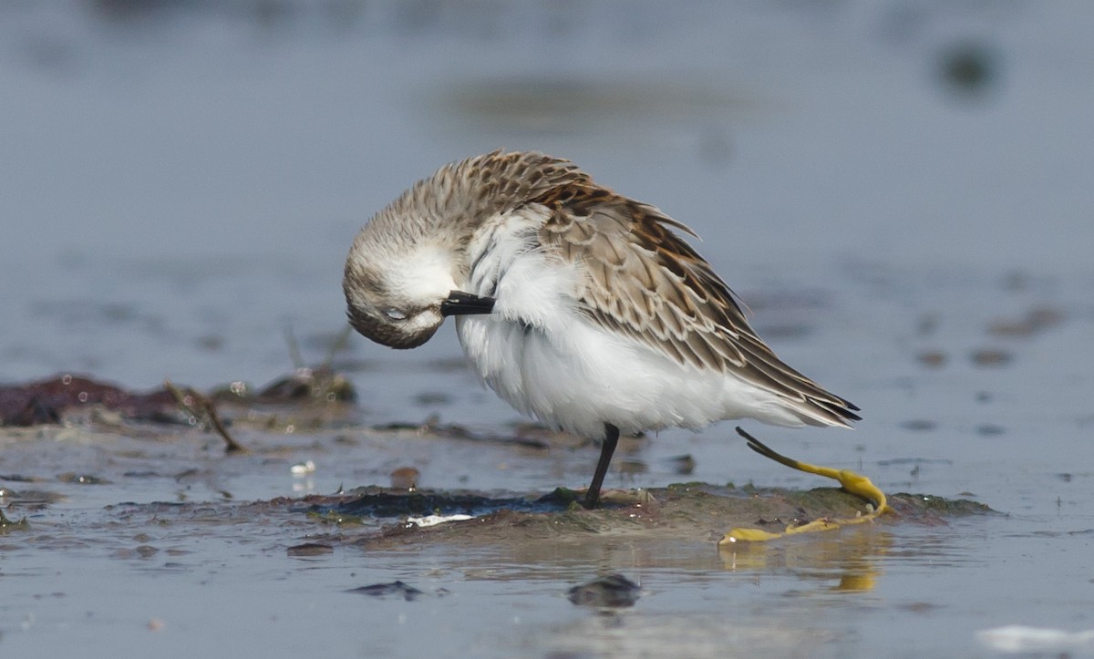 Western Sandpiper - ML607579671