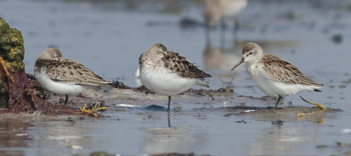 Western Sandpiper - Alix d'Entremont