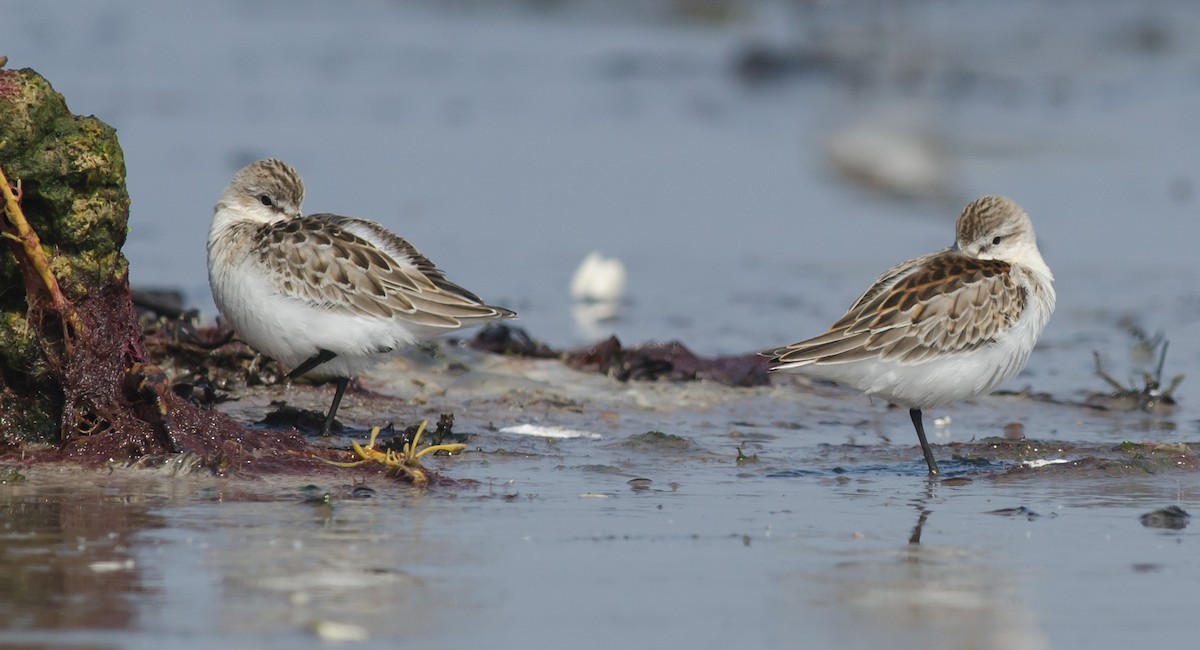 Western Sandpiper - ML607579691