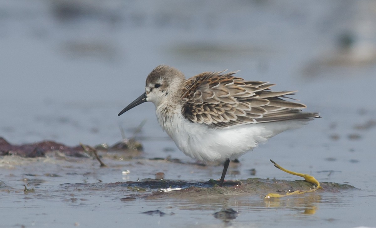 Western Sandpiper - ML607579701