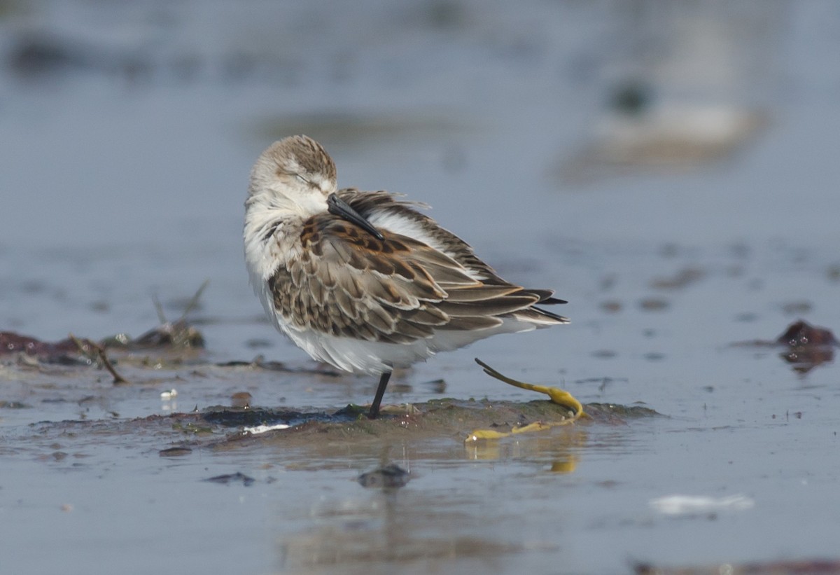 Western Sandpiper - Alix d'Entremont