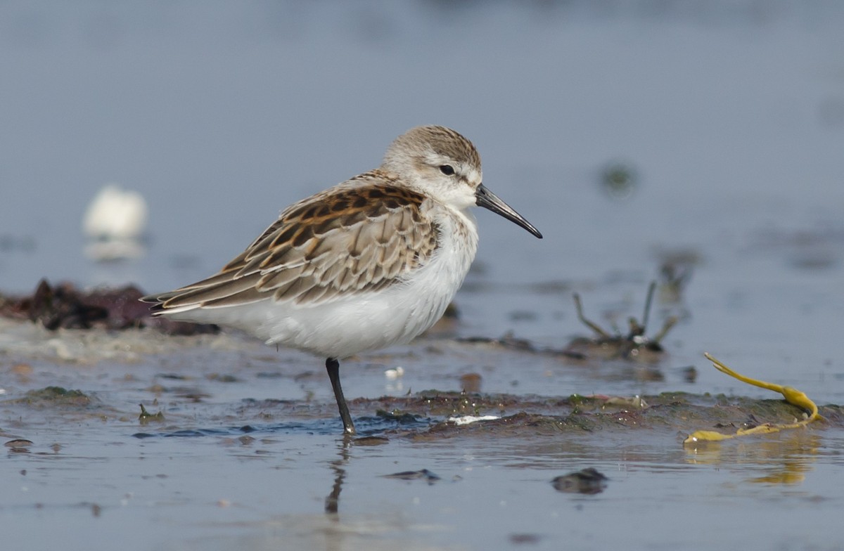 Western Sandpiper - ML607579721