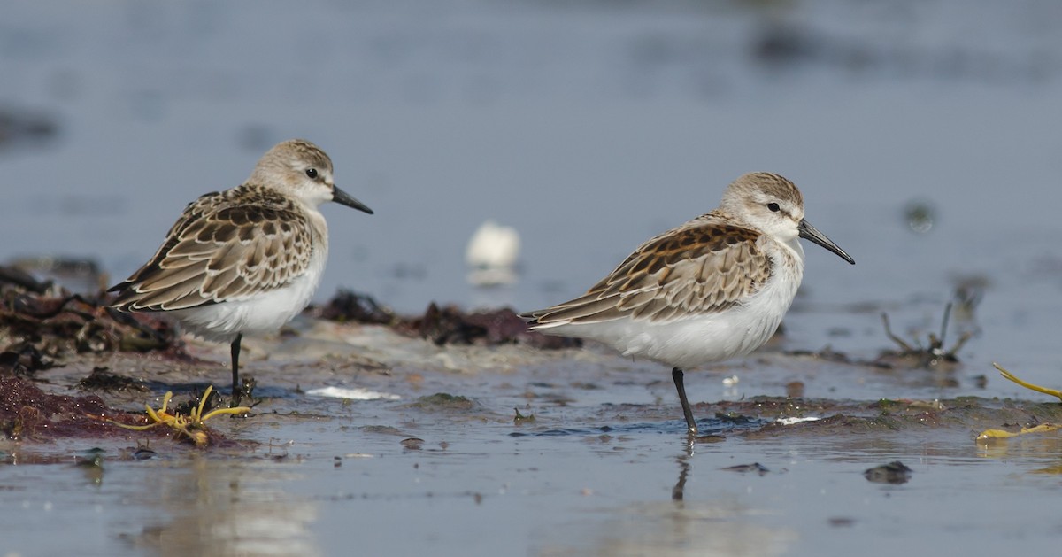 Western Sandpiper - ML607579731