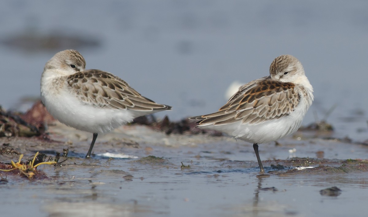 Western Sandpiper - ML607579741