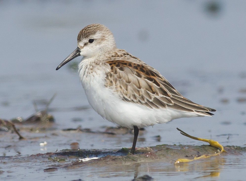 Western Sandpiper - ML607579751