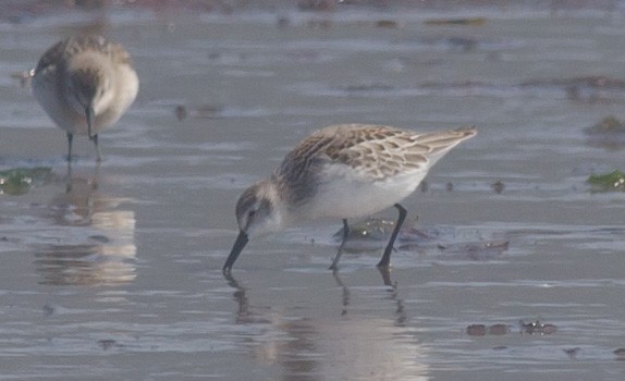 Western Sandpiper - ML607579871