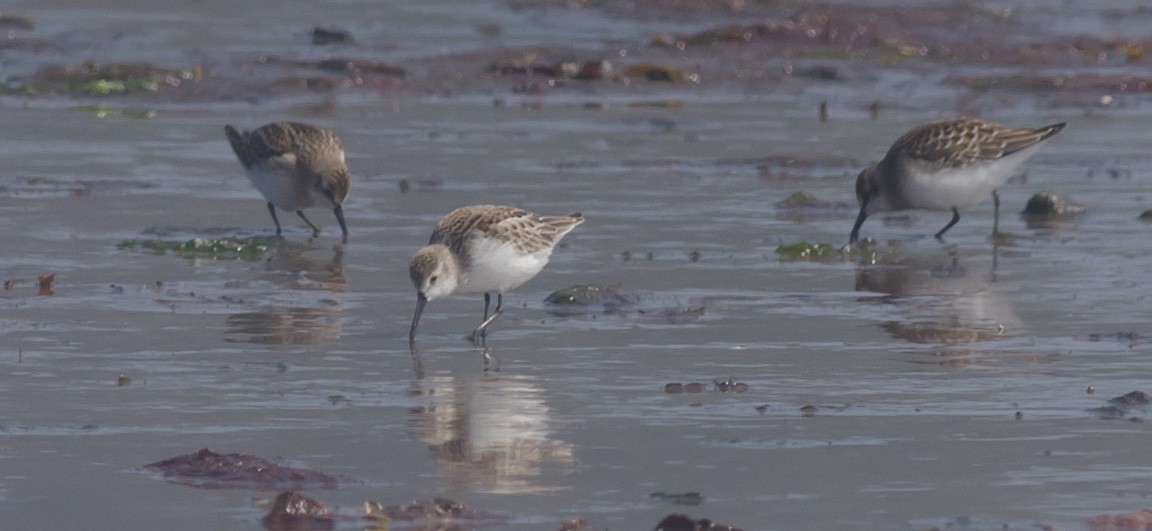 Western Sandpiper - ML607579881