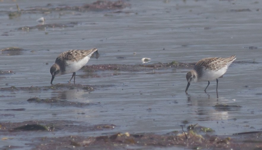 Western Sandpiper - ML607579891