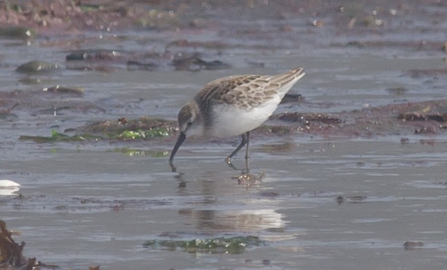 Western Sandpiper - ML607579901