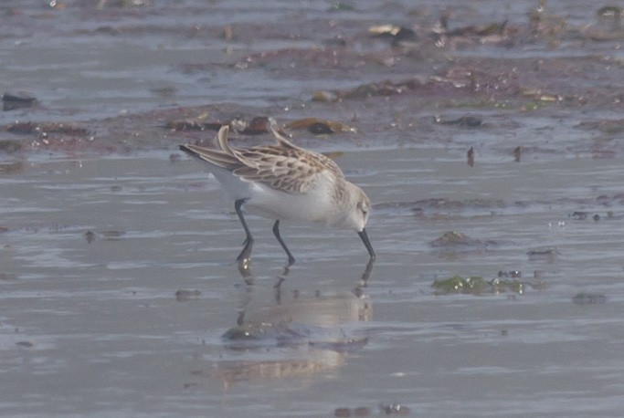 Western Sandpiper - ML607579911