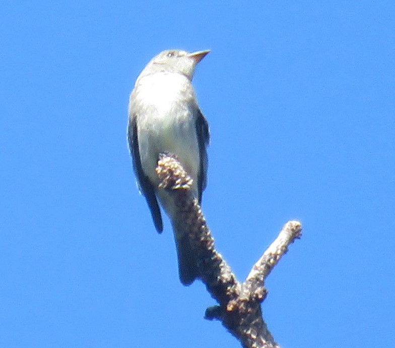 Olive-sided Flycatcher - ML607580461