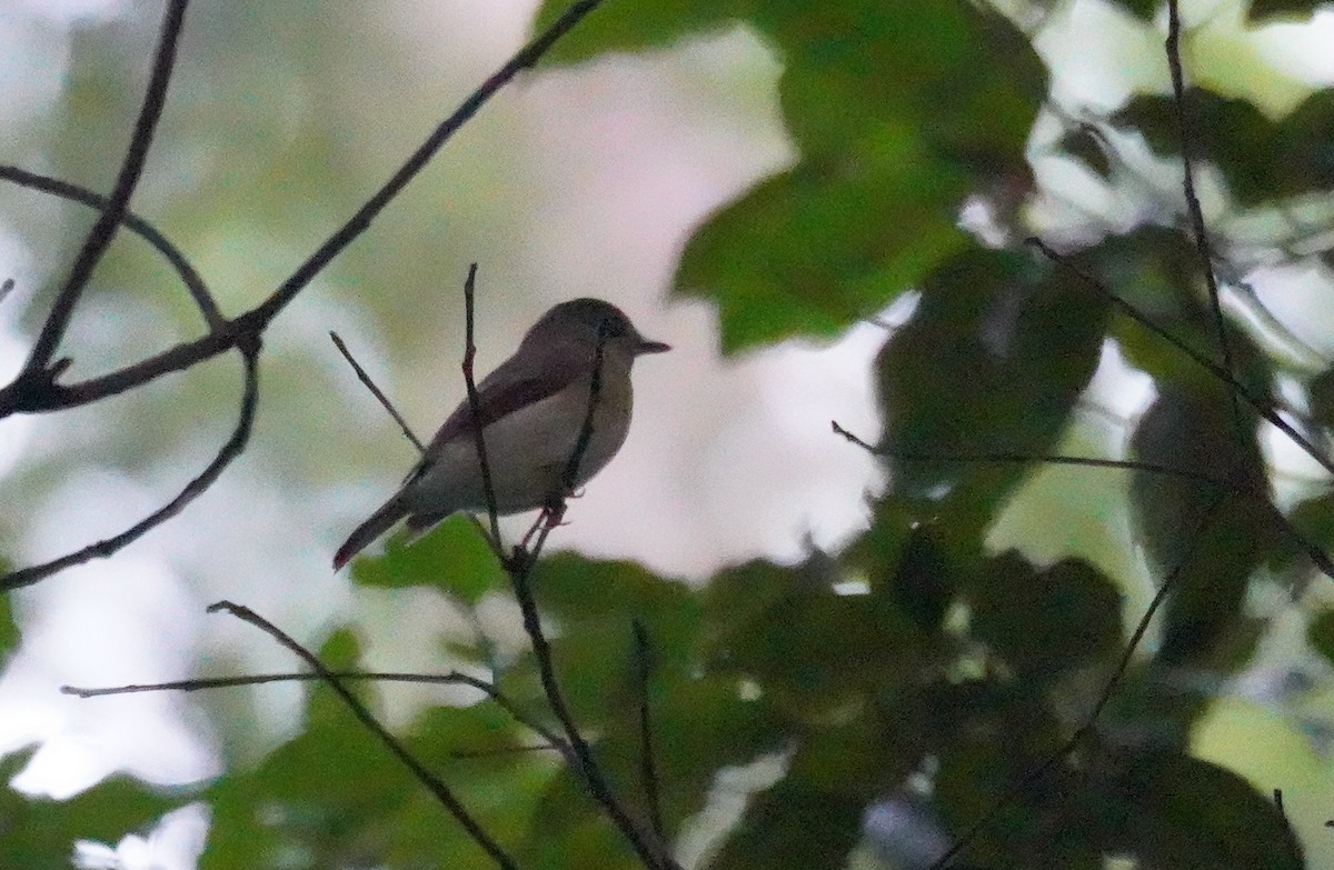 Hainan Blue Flycatcher - ML607581391