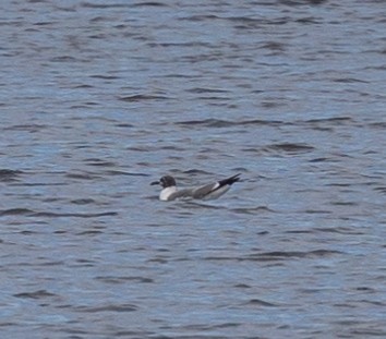 Laughing Gull - ML607581411