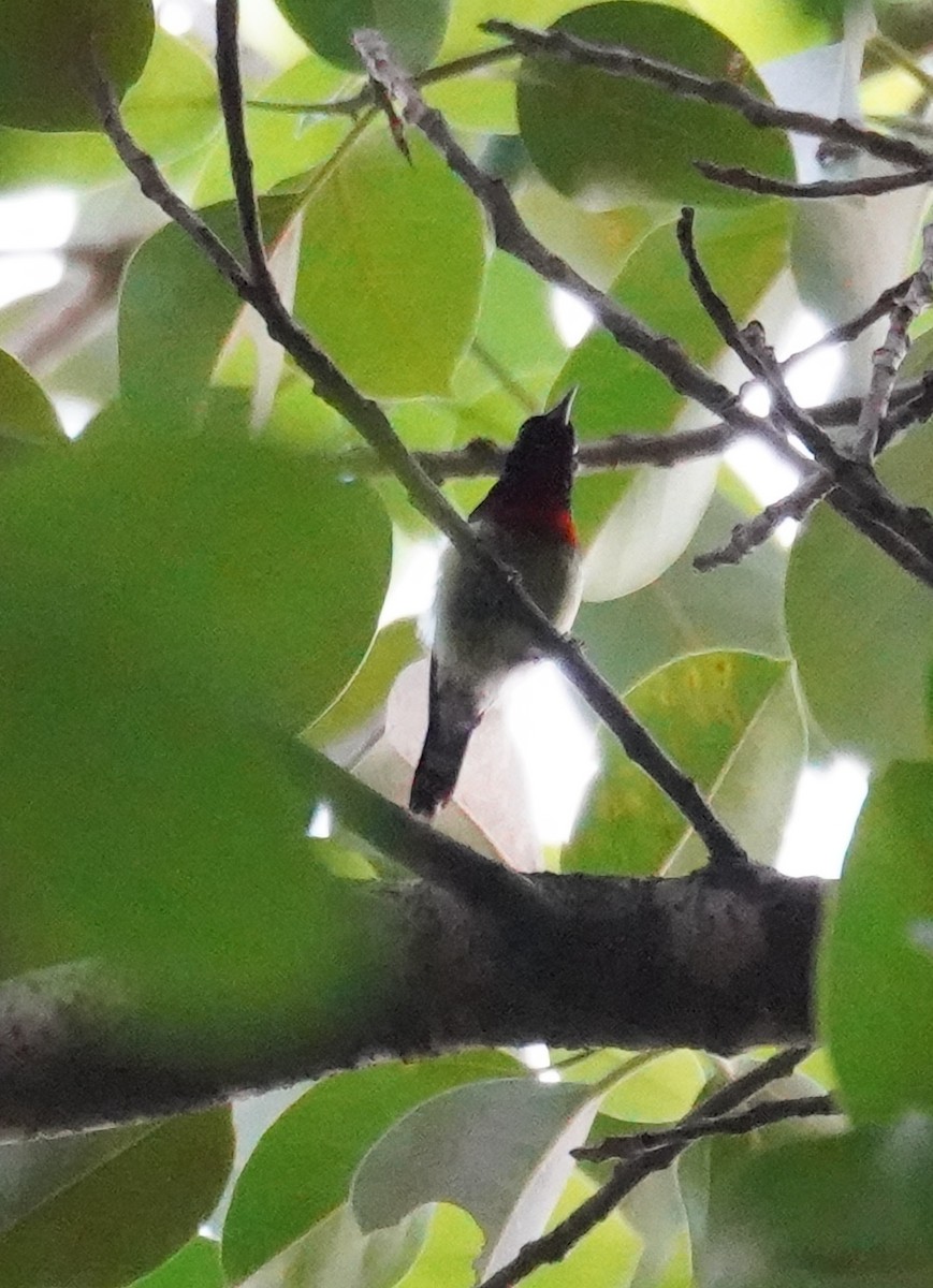 Fork-tailed Sunbird - ML607581461