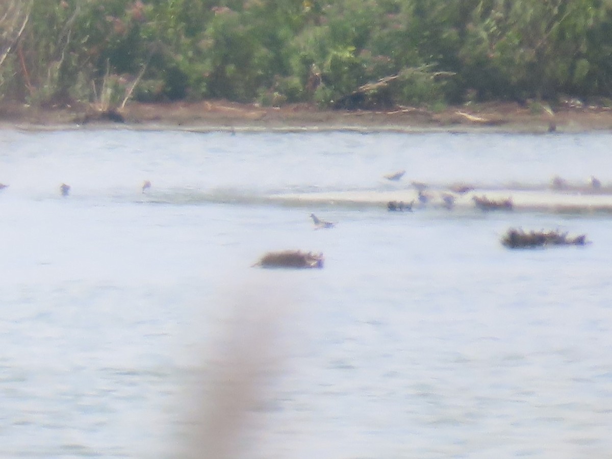 Phalarope à bec étroit - ML607581681