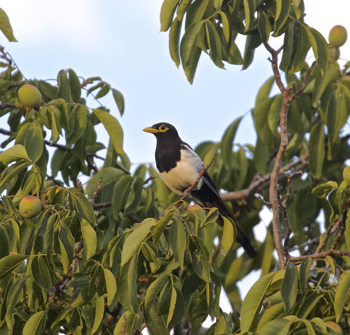 Yellow-billed Magpie - ML607581951