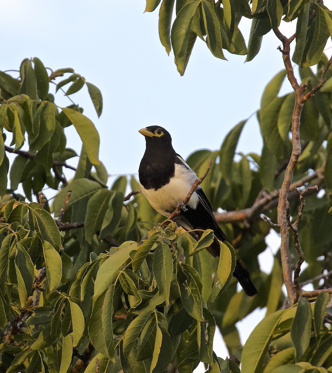 Yellow-billed Magpie - ML607581971