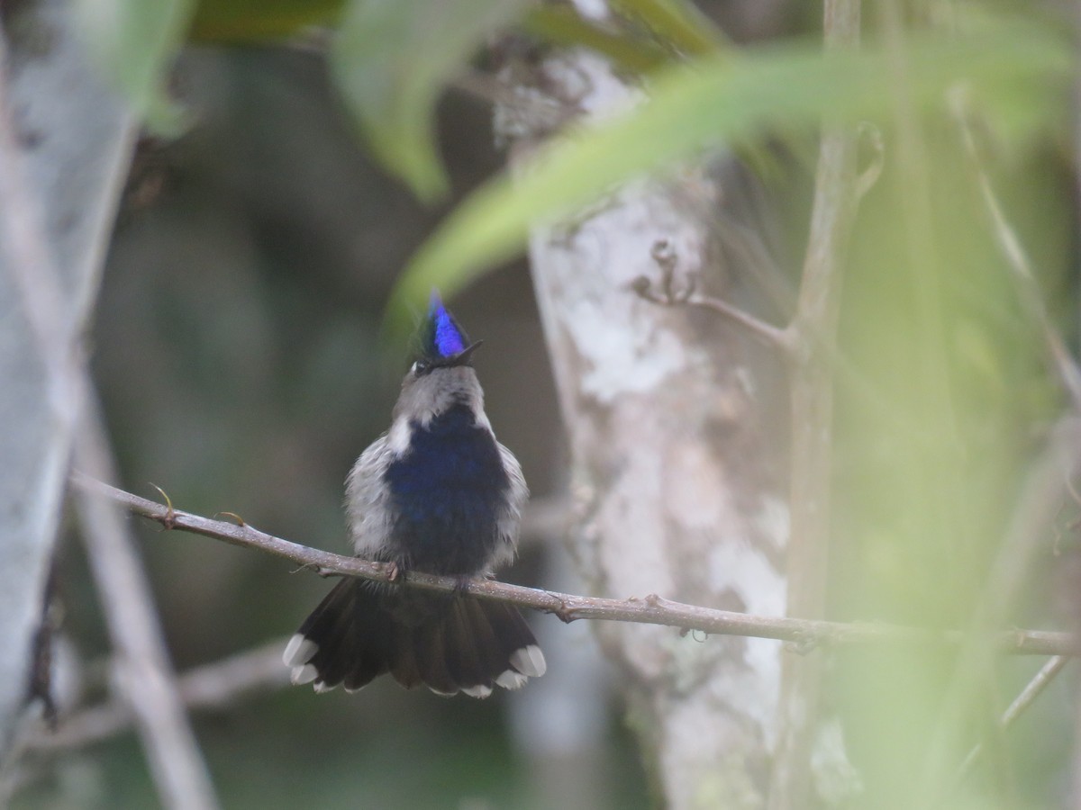 Purple-crowned Plovercrest - ML607582481