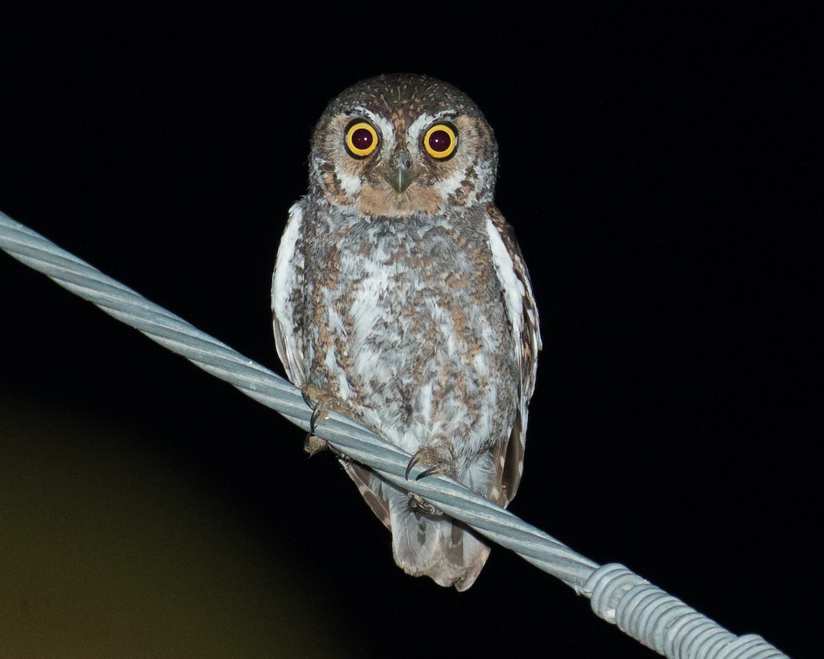 Elf Owl - ML60758261