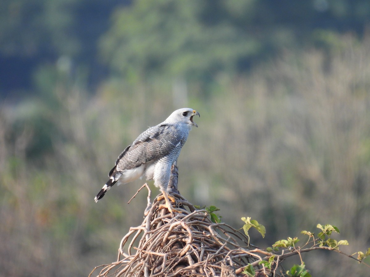 Silberbussard - ML607583211