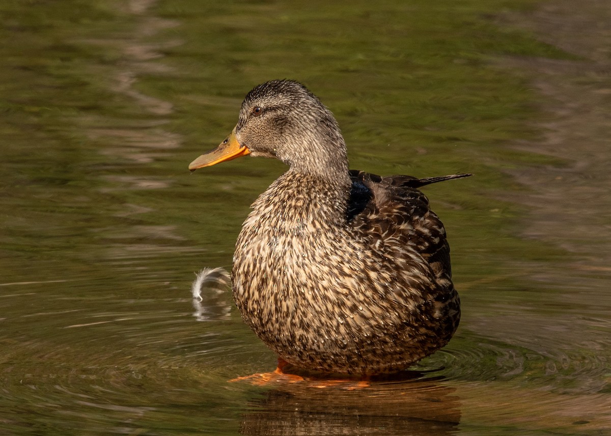 Canard colvert - ML607584991