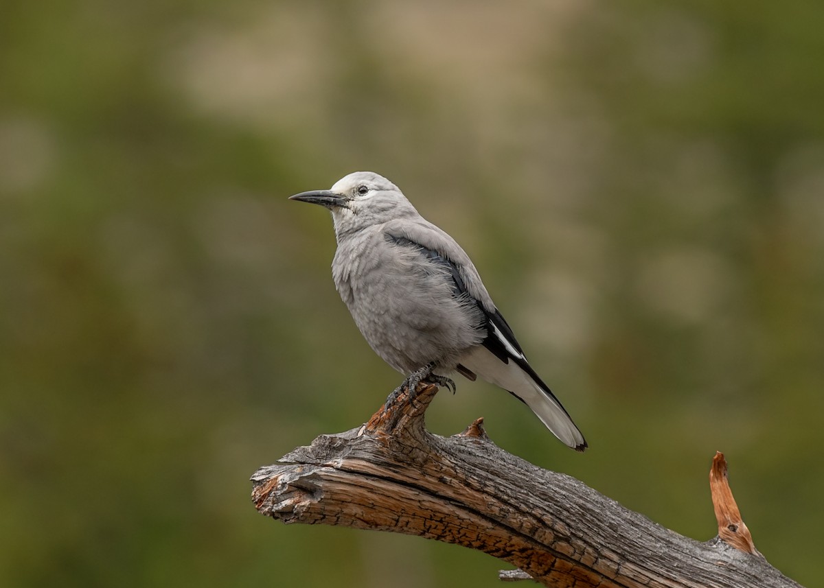 Clark's Nutcracker - Joe Ventimiglia