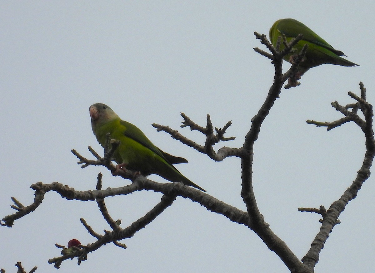 Gray-cheeked Parakeet - ML607585271