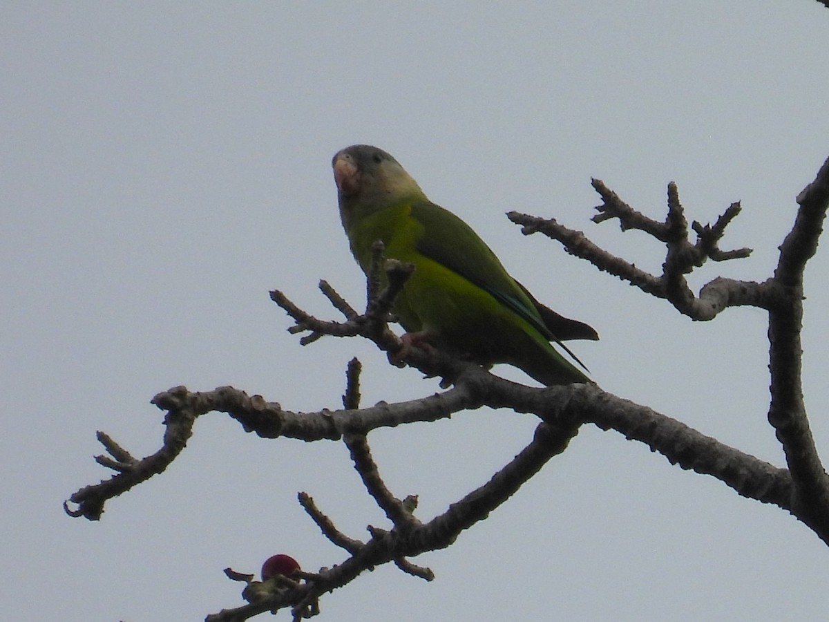 Gray-cheeked Parakeet - Simon Bradfield