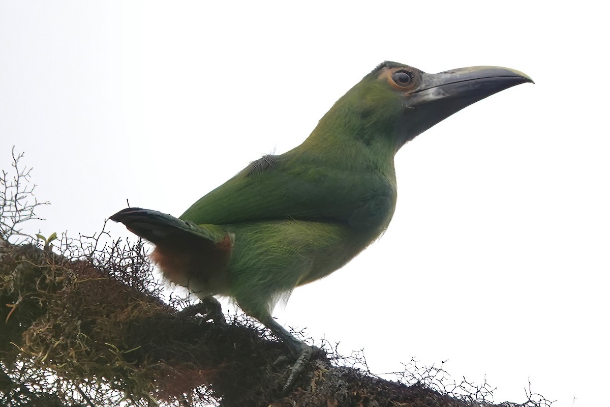 Southern Emerald-Toucanet (Gray-throated) - ML607585411