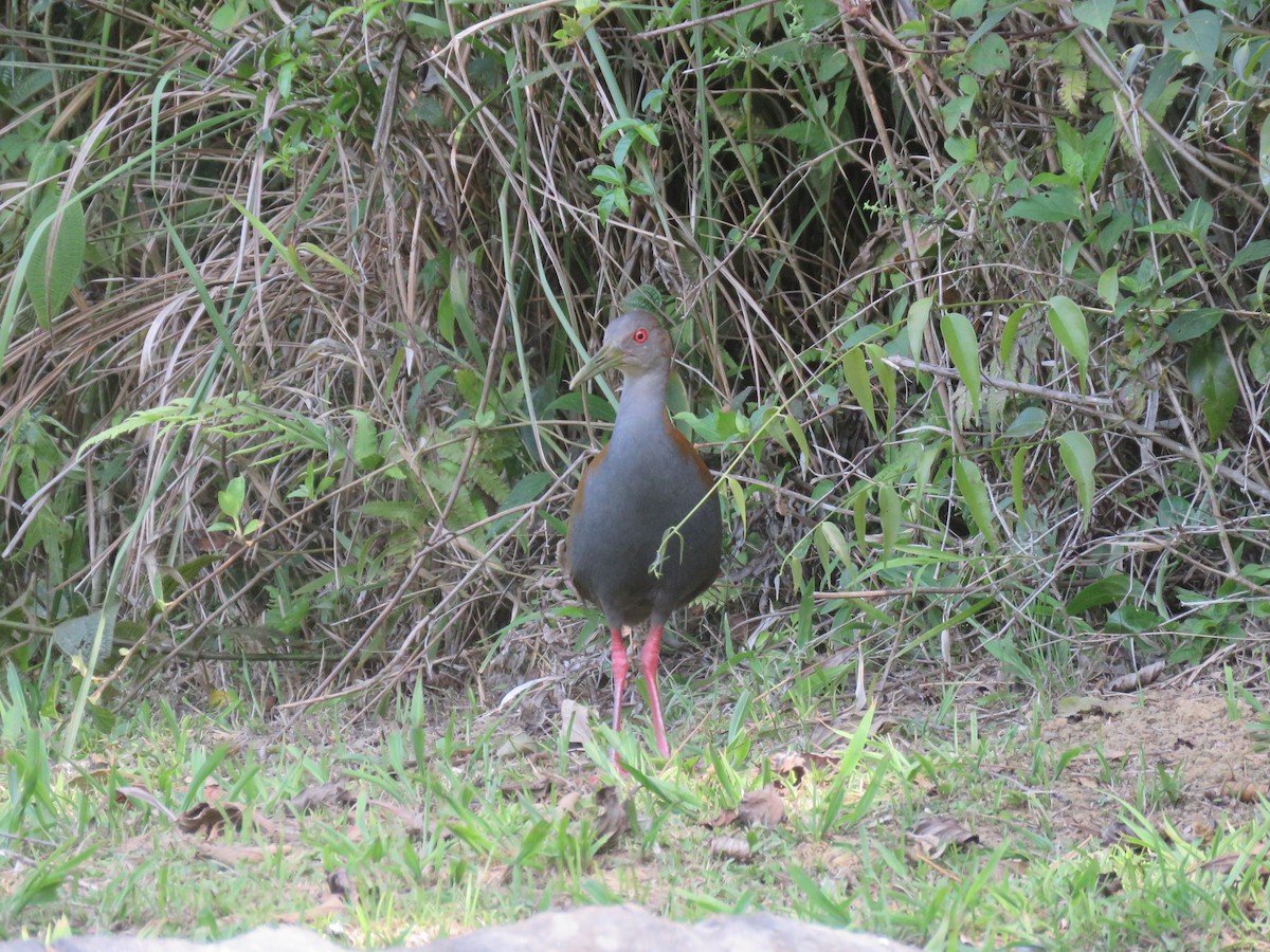 Slaty-breasted Wood-Rail - ML607586171