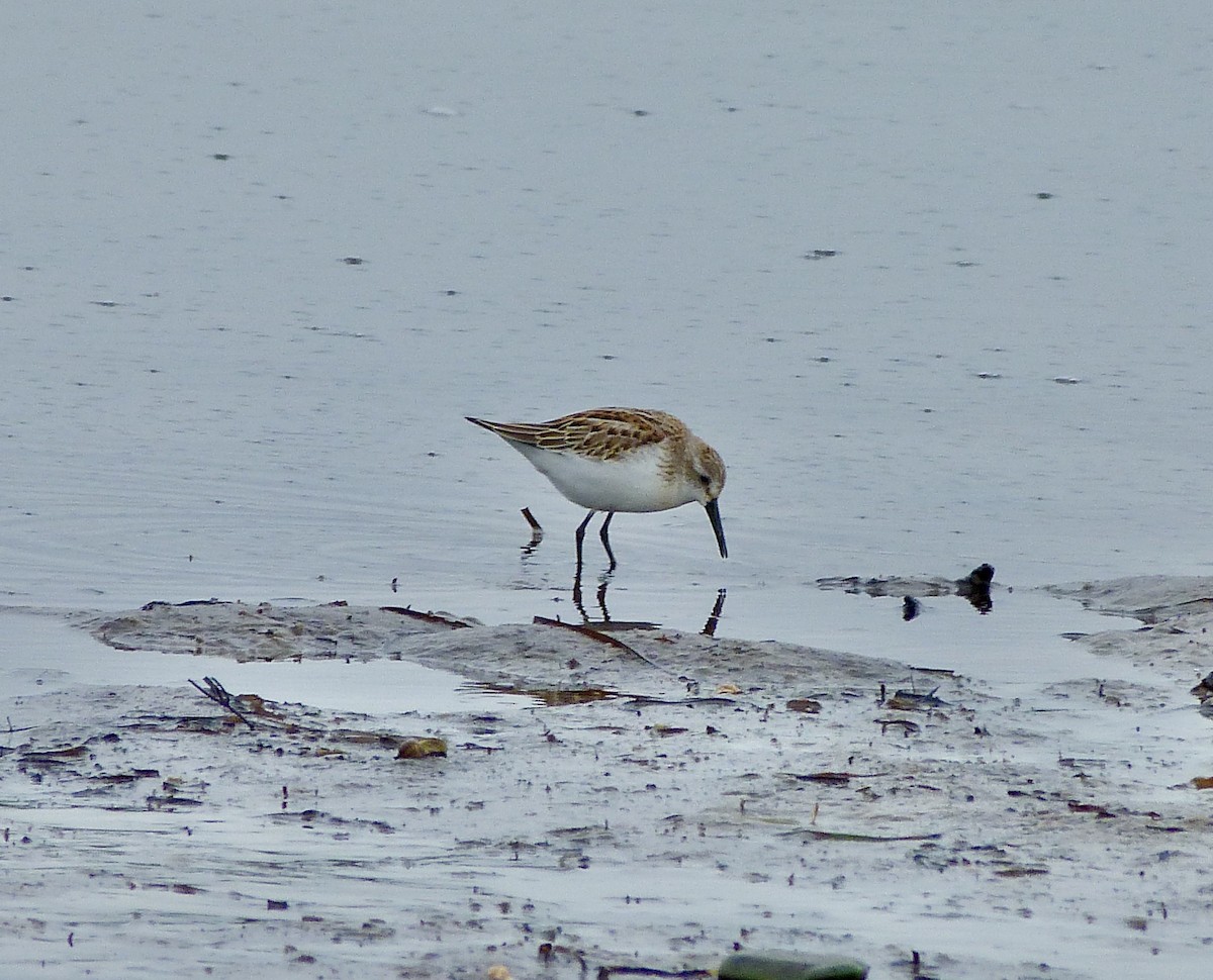 Western Sandpiper - ML607587311