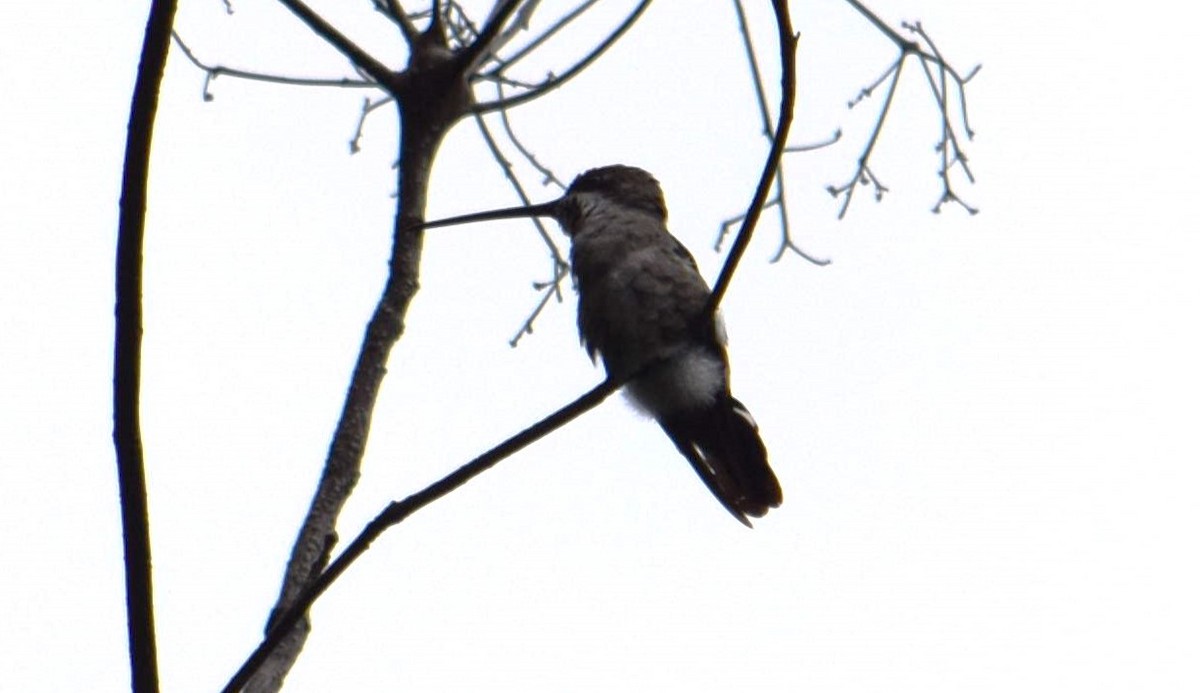 Long-billed Starthroat - ML607588171