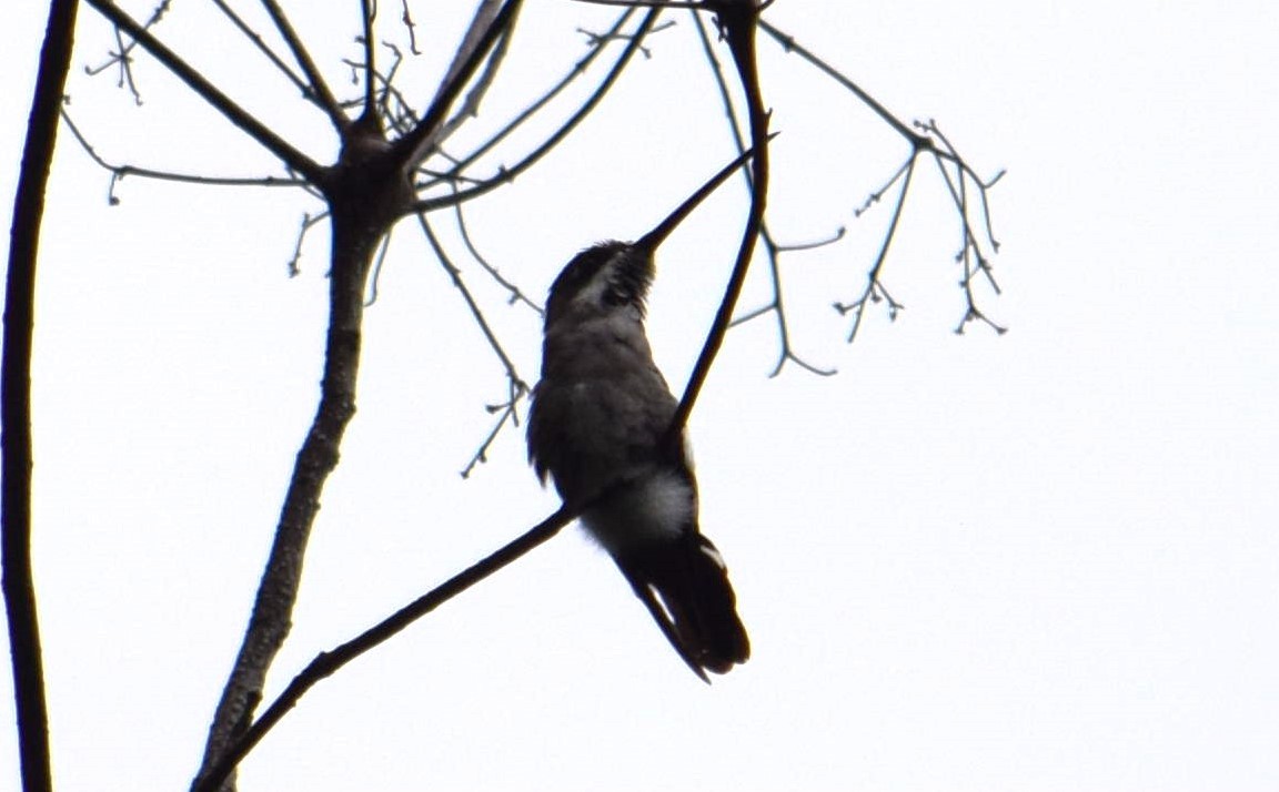 Long-billed Starthroat - ML607588201