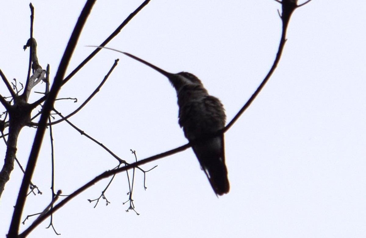 Long-billed Starthroat - ML607588211