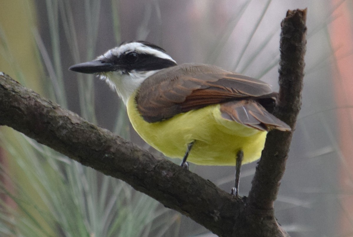 Great Kiskadee - ML607588621