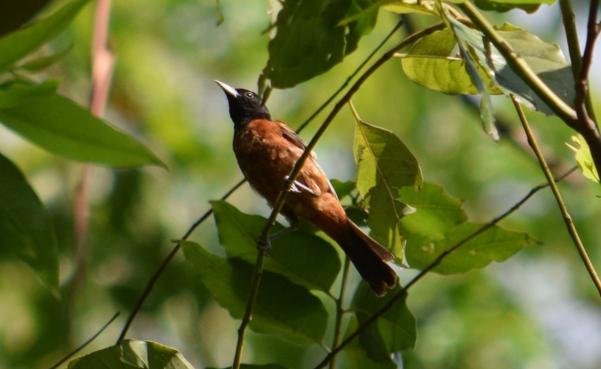Orchard Oriole - ML607588931
