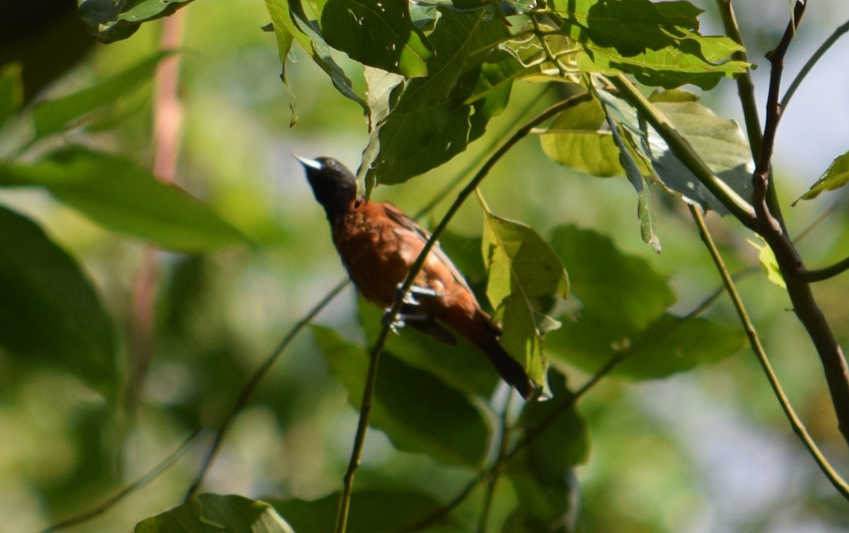 Orchard Oriole - ML607588941
