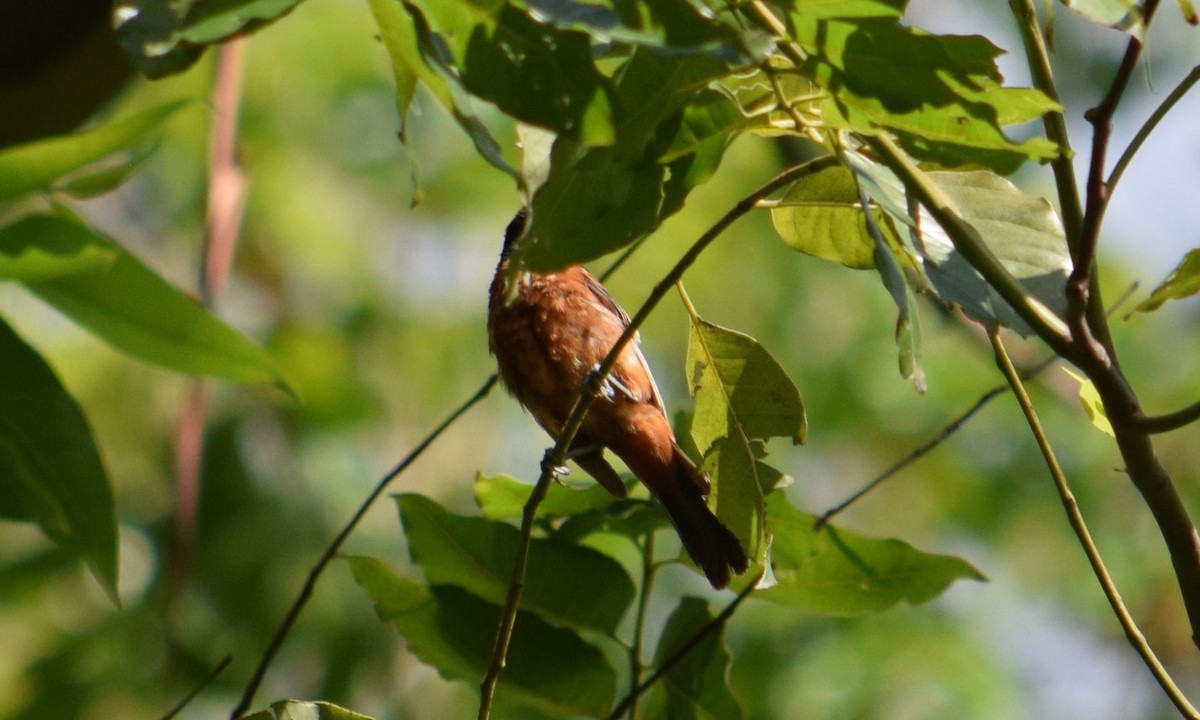 Orchard Oriole - ML607588951