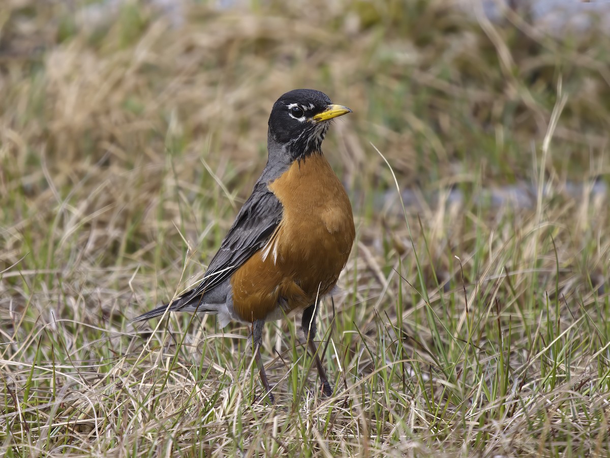American Robin - ML607589721