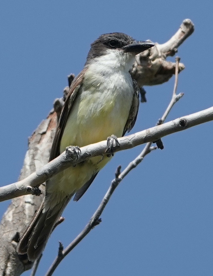 Dickschnabel-Königstyrann - ML607590041