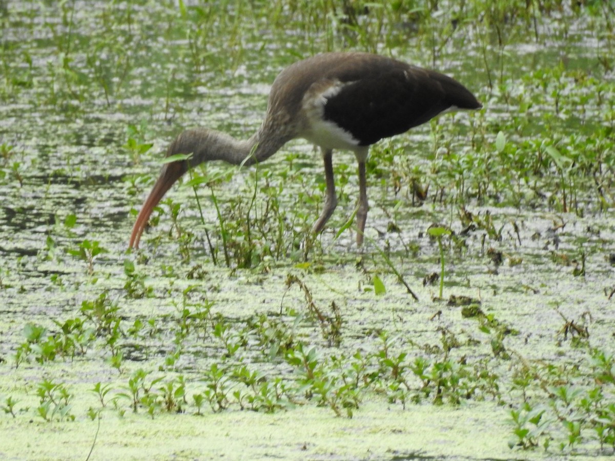 White Ibis - ML607590161