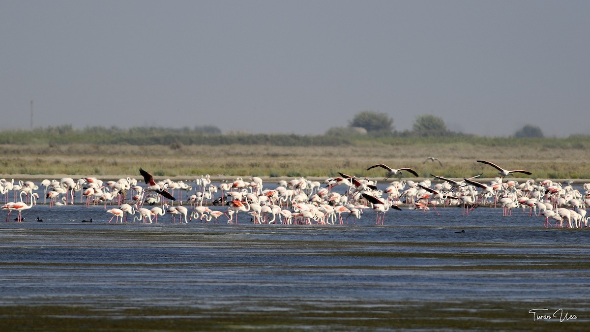 Flamingo - ML607590611