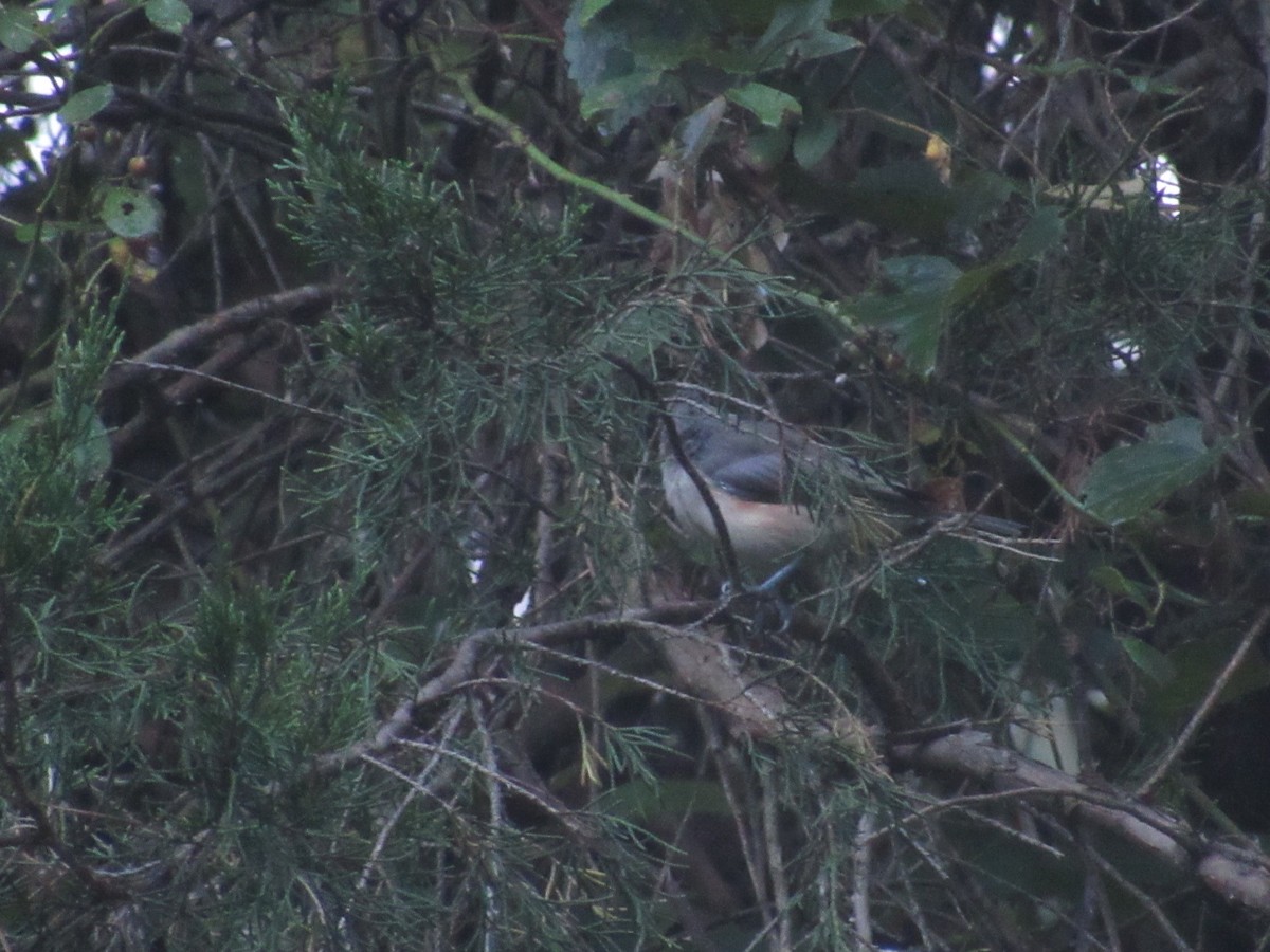 Tufted Titmouse - ML607590781