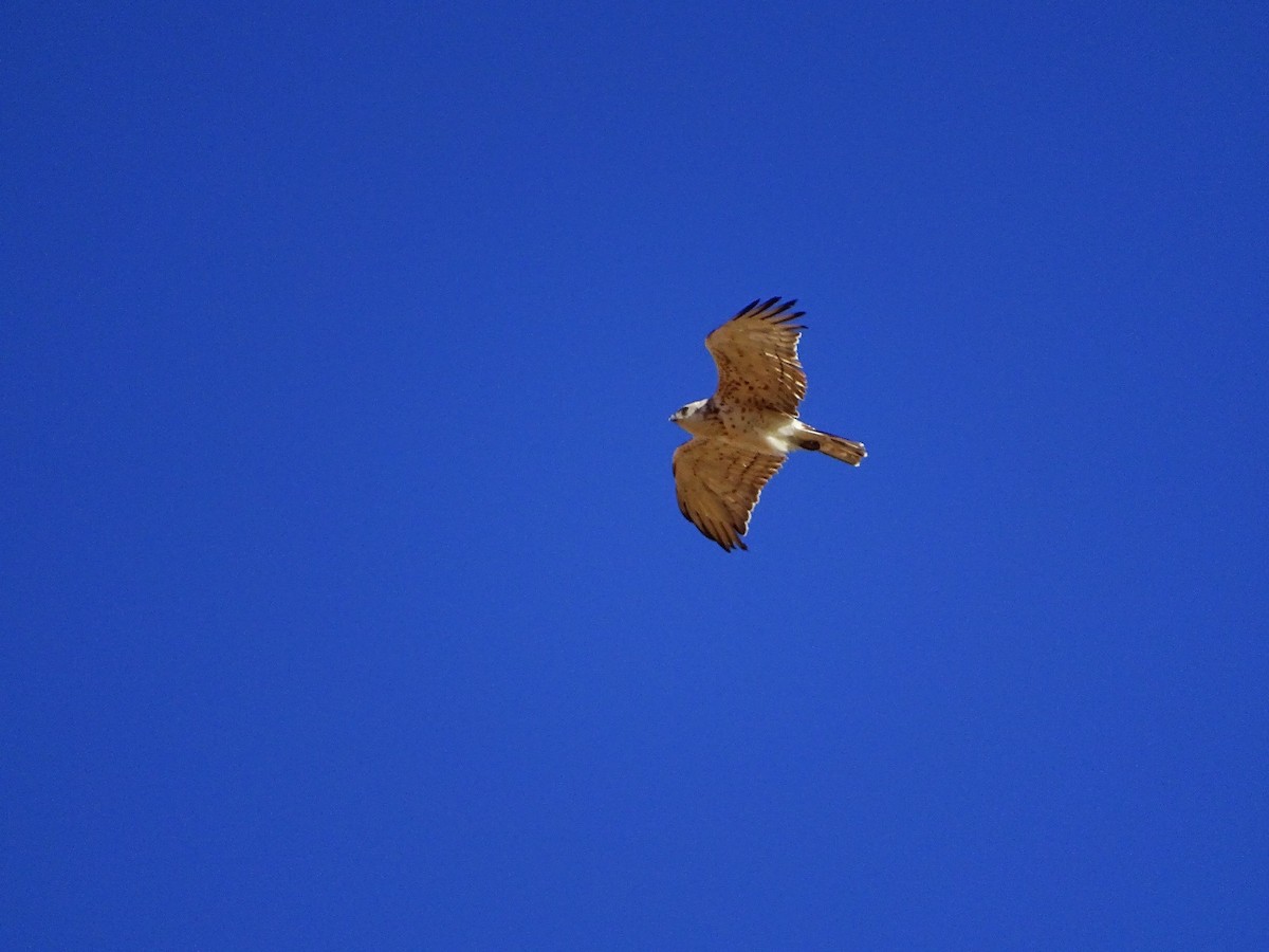 Short-toed Snake-Eagle - Jesús Ruyman Gómez Nieto