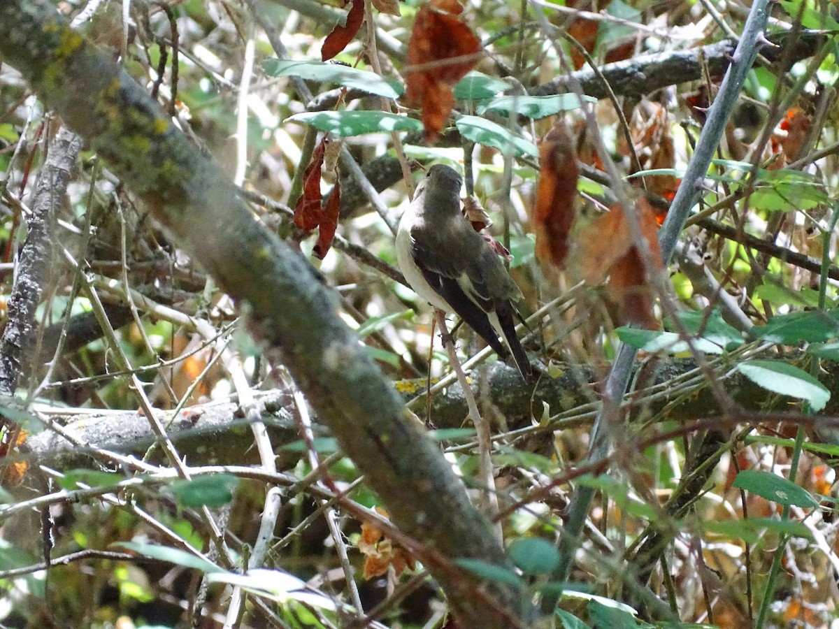 European Pied Flycatcher - ML607591751