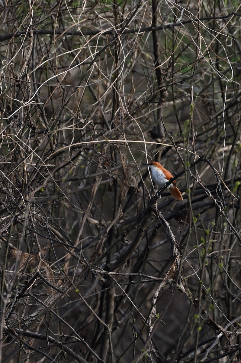 Red-and-white Spinetail - ML607595571