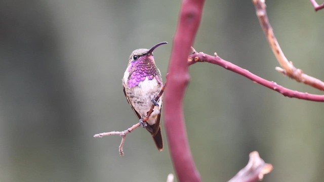 Lucifer Hummingbird - ML607595981