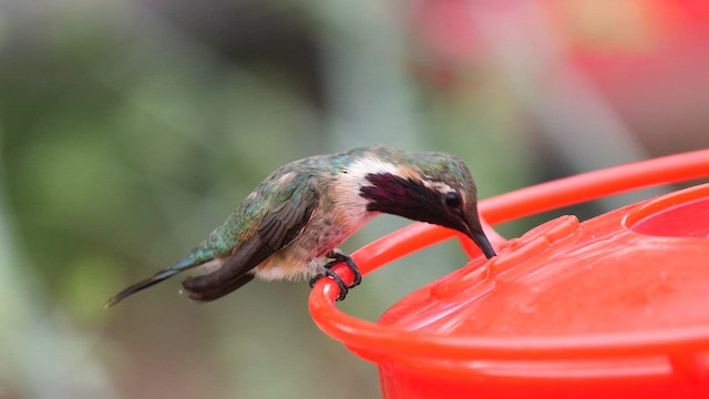 Lucifer Hummingbird - ML607595991