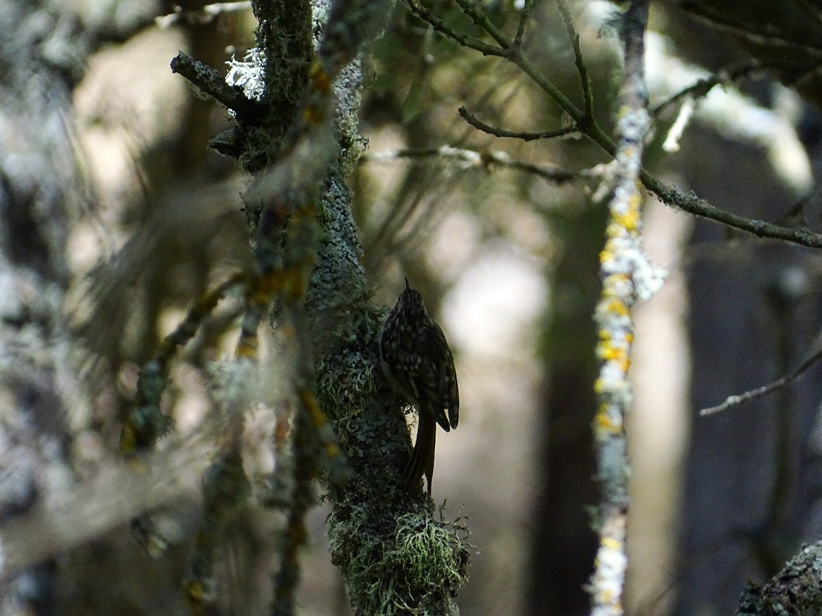 Short-toed Treecreeper - ML607596031